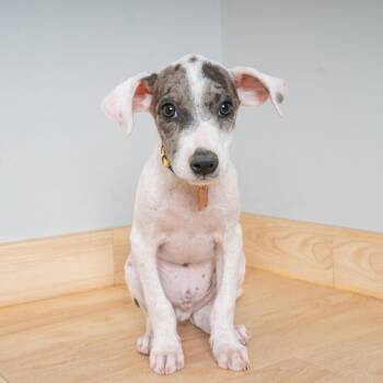 Pebbles D69874 -  Terrier and Mixed Breed Dog for Adoption in Minnetonka, Minnesota - Pebbles D69874 | PetCurious