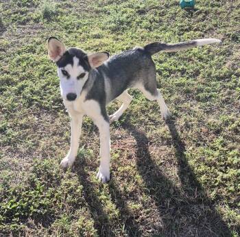 Rescue Siberian Husky Dogs for Adoption in Schertz, Texas - Caramel | PetCurious