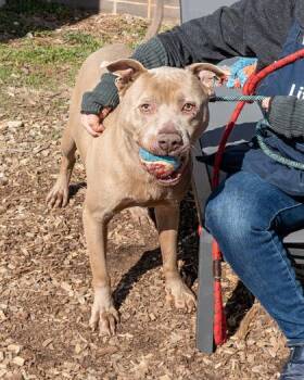 Mixed Breed Dogs Available for Adoption in Chamblee, Georgia - Chimichanga | PetCurious