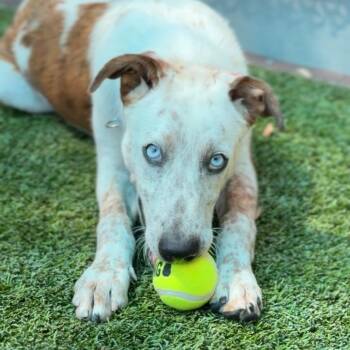 Pacheco A2289781 -  Cattle Dog Dog for Adoption in Los Angeles, California - Pacheco A2289781 | PetCurious