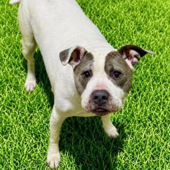 Bay -  Pit Bull Terrier Dog for Adoption in Battle Creek, Michigan - Bay | PetCurious
