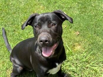 LOTTIE -  Labrador Retriever and Pit Bull Terrier Dog for Adoption in Tulsa, Oklahoma - LOTTIE | PetCurious