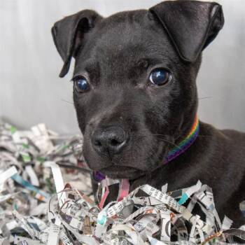 BAMBOO -  Pit Bull Terrier and Mixed Breed Dog for Adoption in St. Louis, Missouri - BAMBOO | PetCurious