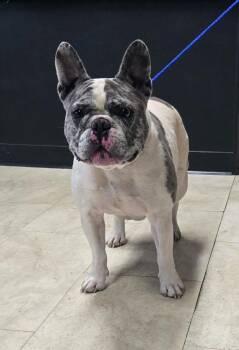 French Bulldog Dogs Available for Adoption - Devito | PetCurious