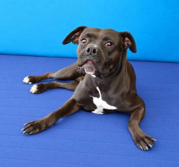 SPARROW -  Boxer Dog for Adoption in Pasadena, California - SPARROW | PetCurious
