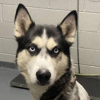 Chad -  Mixed Breed Dog for Adoption in Allentown, Pennsylvania - Chad | PetCurious
