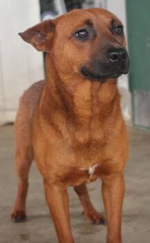 Carolina Dog and German Shepherd Dog Dogs Available for Adoption in Taylorsville, North Carolina - Nemo | PetCurious