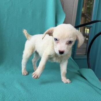 Pink Panther -  Terrier and Mixed Breed Dog for Adoption in Carencro, Louisiana - Pink Panther | PetCurious