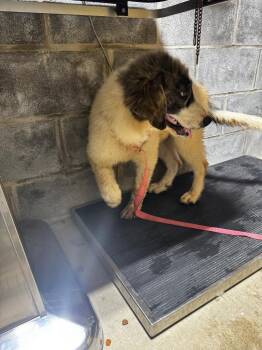 Dioge -  Mixed Breed Dog for Adoption in Shelbyville, Tennessee - Dioge | PetCurious