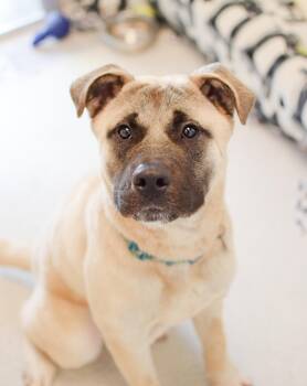 Dale -  Anatolian Shepherd Dog for Adoption in Pontiac, Michigan - Dale | PetCurious