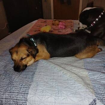 Butters -  Beagle and Chihuahua Dog for Adoption in Sparta, New Jersey - Butters | PetCurious