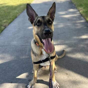 Mixed Breed Dogs Available for Adoption - Choco | PetCurious