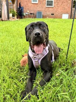 MAZIE -  Labrador Retriever and Mixed Breed Dog for Adoption in Charlotte, North Carolina - MAZIE | PetCurious
