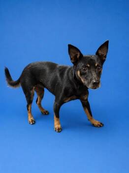ROCKO -  Chihuahua Dog for Adoption in Doral, Florida - ROCKO | PetCurious