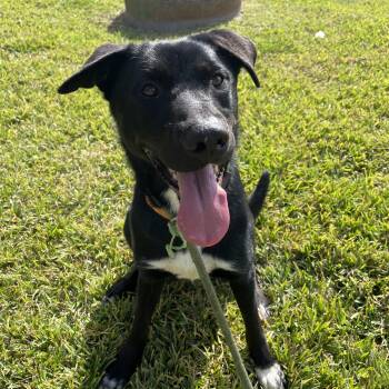 Rescue Black Labrador Retriever Dogs for Adoption in Pearland, Texas - Leo | PetCurious