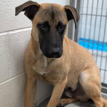 Black Mouth Cur and Mixed Breed Dogs Available for Adoption in Buchanan Dam, Texas - Cyrus | PetCurious