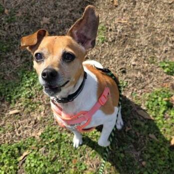 Chihuahua Dogs Available for Adoption - Gogi | PetCurious