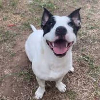 Rescue Basset Hound and Pit Bull Terrier Dogs for Adoption in Wichita Falls, Texas - Trixie | PetCurious