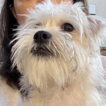 Cody - The Darling Boy -  Shih Tzu and Maltese Dog for Adoption in Citrus Heights, California - Cody - The Darling Boy | PetCurious