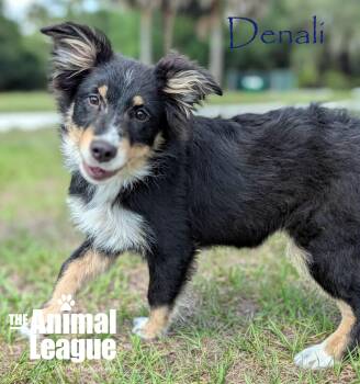 Australian Shepherd Dogs Available for Adoption in Groveland, Florida - Denali | PetCurious