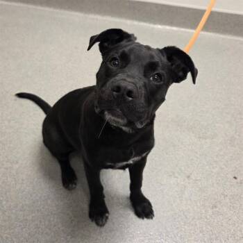 BEAU -  Staffordshire Bull Terrier and Pit Bull Terrier Dog for Adoption in Ontario, California - BEAU | PetCurious