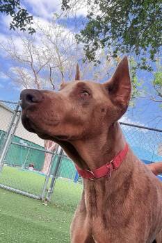 Doberman Pinscher Dogs Available for Adoption in Oakland Park, Florida - Aspen 3563 | PetCurious