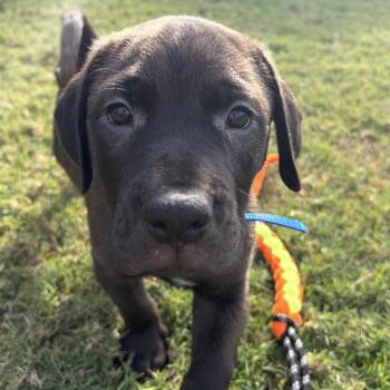 Zircon -  Black Mouth Cur and Labrador Retriever Dog for Adoption in Krum, Texas - Zircon | PetCurious