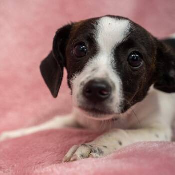 Circe -  Dachshund and Chihuahua Dog for Adoption in Pawling, New York - Circe | PetCurious