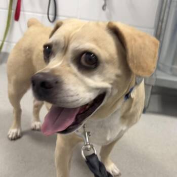 Benny -  Pug and French Bulldog Dog for Adoption in Hampton Bays, New York - Benny | PetCurious