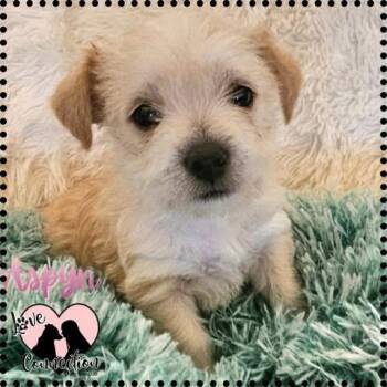 Poodle Dogs Available for Adoption in Gilbert, Arizona - Aspyn | PetCurious