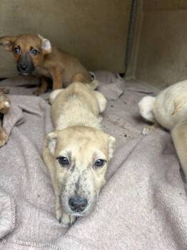 Pit Bull Terrier and Mixed Breed Dogs Available for Adoption in Oklahoma City, Oklahoma - A475310 | PetCurious