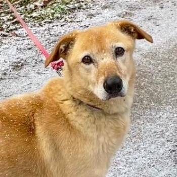 Hurry -  Saluki and Mixed Breed Dog for Adoption in Toronto, Ontario - Hurry | PetCurious