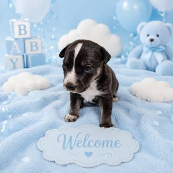 Bashful -  Australian Cattle Dog Blue Heeler and Labrador Retriever Dog for Adoption in VERNON ROCKVL, Connecticut - Bashful | PetCurious