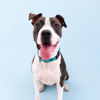 Kane -  Pit Bull Terrier and American Staffordshire Terrier Dog for Adoption in Scottsdale, Arizona - Kane | PetCurious