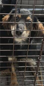 Pomeranian and Chihuahua Dogs Available for Adoption - Mikey  | PetCurious