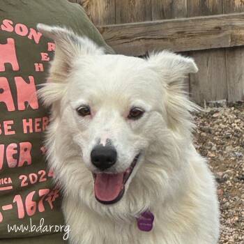 Border Collie Dogs Available for Adoption - Shelby | PetCurious