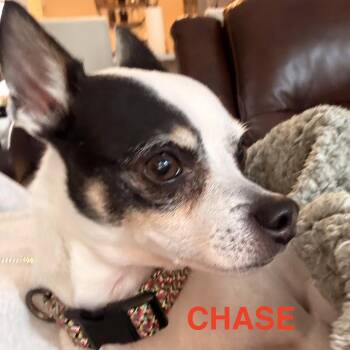 Chihuahua Dogs Available for Adoption - Chase | PetCurious
