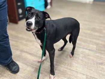 Pandit -  Terrier and Mixed Breed Dog for Adoption in Gainesville, Florida - Pandit | PetCurious