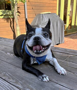 Rescue Boston Terrier Dogs for Adoption in Huntington Beach, California - Gus - Adoption Pending | PetCurious