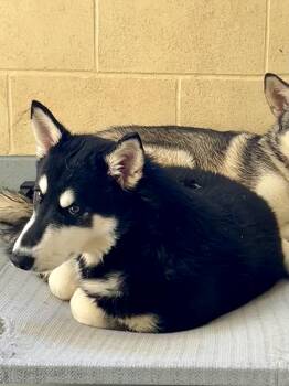Rescue Husky Dogs for Adoption in Franklin, Kentucky - Loki (bonded With Thor) | PetCurious