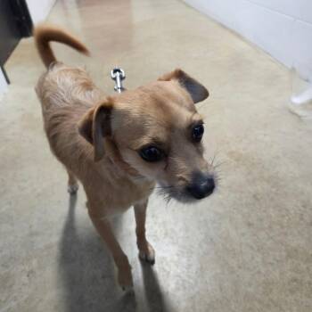 Cooper -  Chihuahua Dog for Adoption in Jasper, Indiana - Cooper | PetCurious