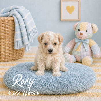 Rory -  Malti Poo and Maltipoo Dog for Sale in Franklin, Kentucky - Rory | PetCurious