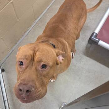 Lego -  Boxer and Mastiff Dog for Adoption in Columbia, Illinois - Lego | PetCurious
