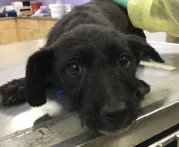 Terrier and Mixed Breed Dogs Available for Adoption in Riverside, California - NATE | PetCurious