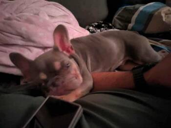 French Bulldog Dogs Available for Adoption - Doodlebug | PetCurious