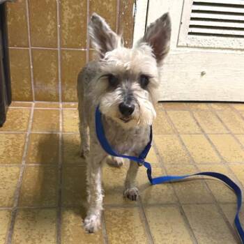Peanut -  Miniature Schnauzer Dog for Adoption in San Gabriel, California - Peanut | PetCurious