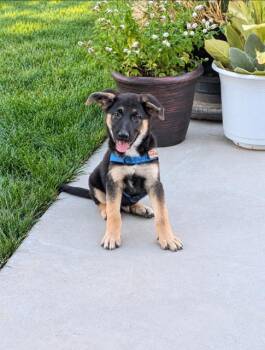 Champ -  German Shepherd Dog Dog for Adoption in Midway, Utah - Champ | PetCurious