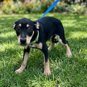 Tater -  Doberman Pinscher Dog for Adoption in Tulsa, Oklahoma - Tater | PetCurious