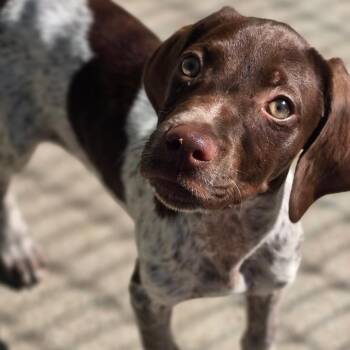 German Shorthaired Pointer Dogs Available for Adoption in East Hanover, New Jersey - Lennox | PetCurious