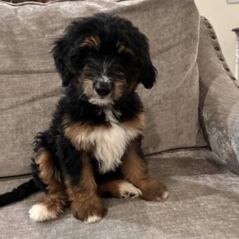 Australian Shepherd and Golden Retriever Dogs Available for Adoption in Fort Worth, Texas - Maya Lux | PetCurious